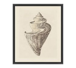 Sepia Shells