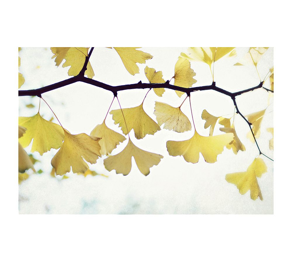 Ginkgo Paper by Lupen Grainne