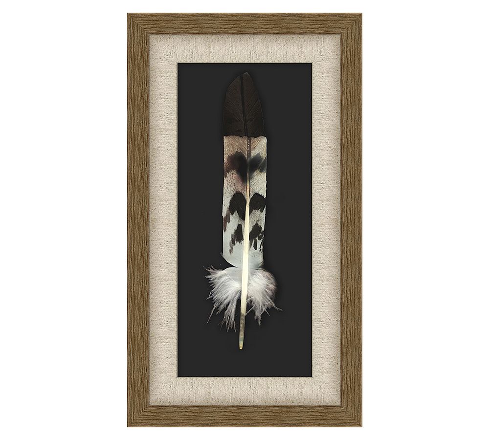 Red Shoulder Hawk Feather Shadow Box