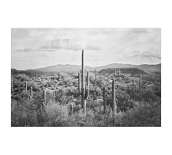 Saguaro Desert Landscape By Jennifer Meyers