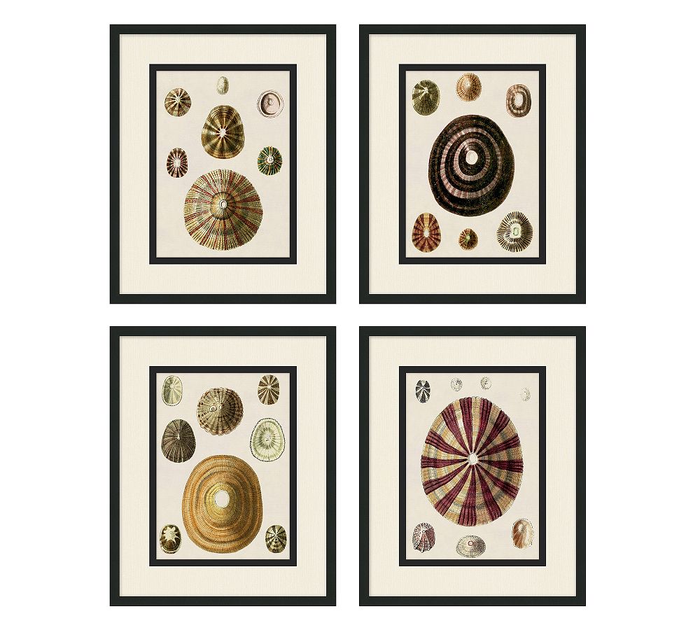 Coquina Collection