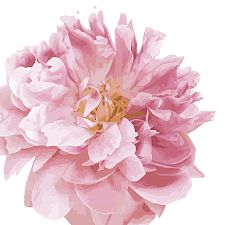Beautiful Peony Wall Decal