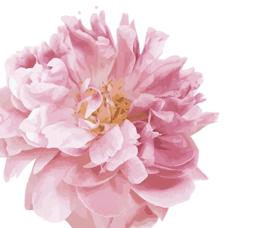 Beautiful Peony Wall Decal