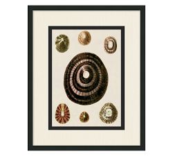 Coquina Collection