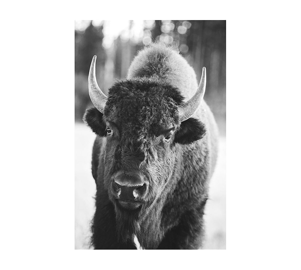 Bison Framed Print by Jennifer Meyers