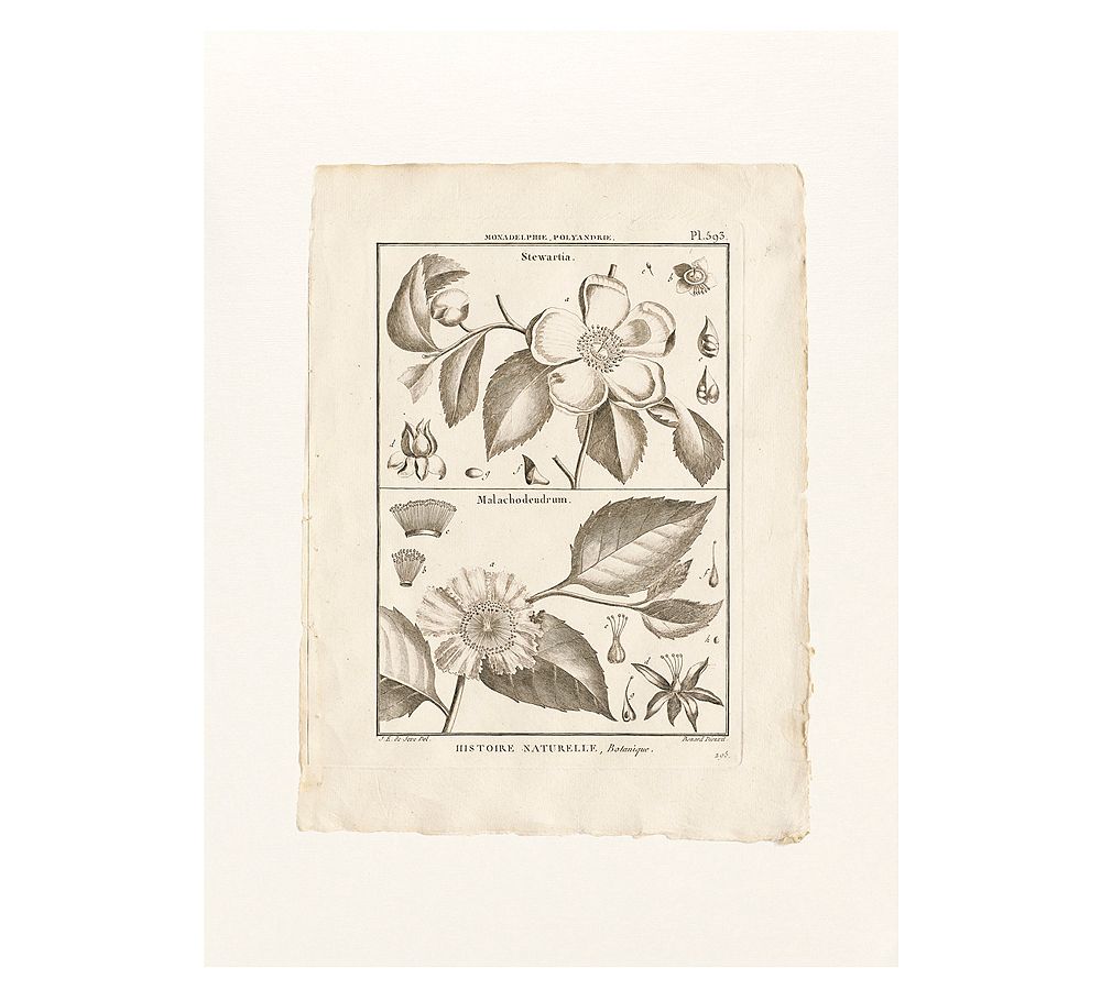 Botanical Plate 593 Framed Print