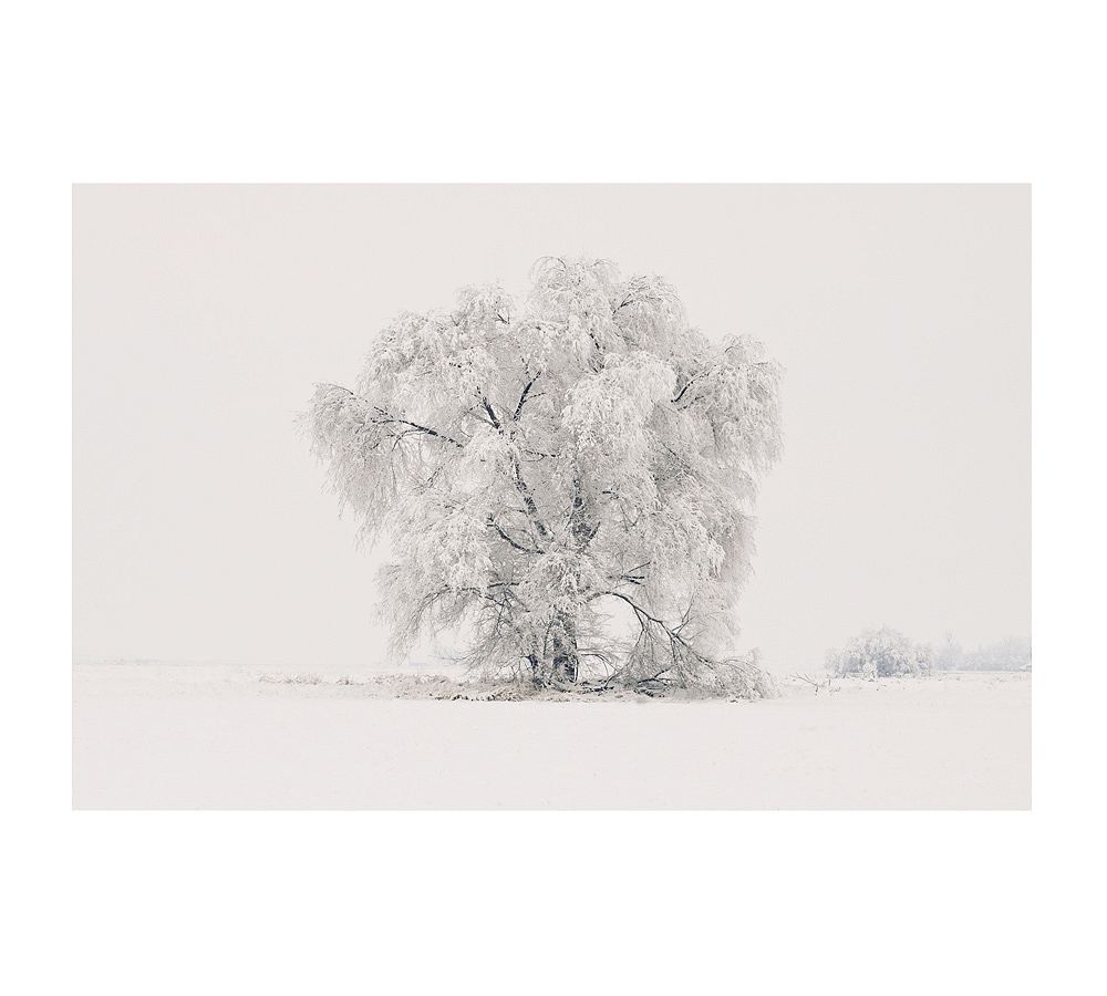 Winter Tree Framed Print by Jennifer Meyers