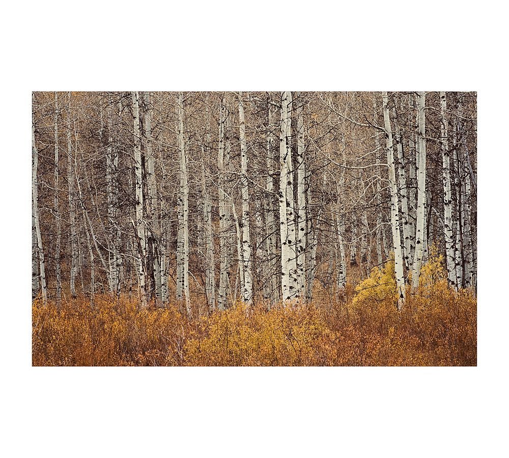 Aspen Trees Framed Print by Jennifer Meyers