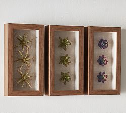 Succulent Shadowboxes - Set of 3