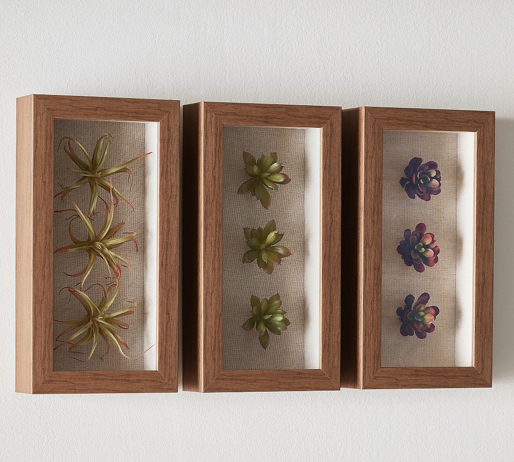 Succulent Shadowboxes - Set of 3