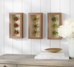 Succulent Shadowboxes - Set of 3