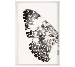 Nature Wings Framed Prints
