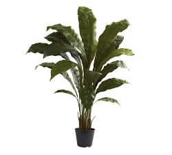 Faux Birds Nest Plant