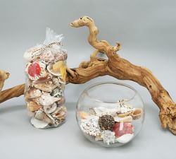 Mixed Shell Vase Filler