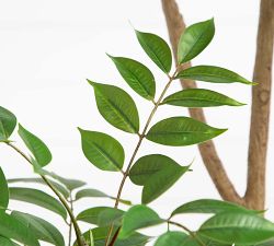 Faux Pieris Tree