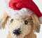 Puppy in Present