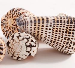 Spotted Conch Shells Vase Filler