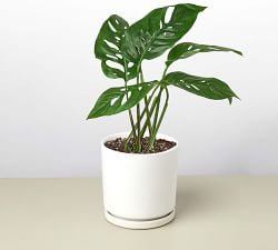 Live Potted Monstera Adansonii Swiss Cheese Plant