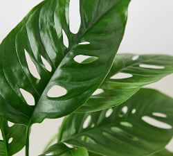 Live Potted Monstera Adansonii Swiss Cheese Plant