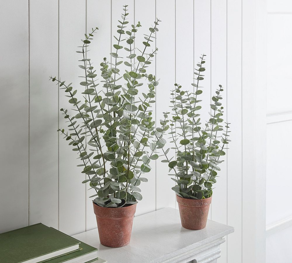 Faux Potted Eucalyptus Plants, Set of 2