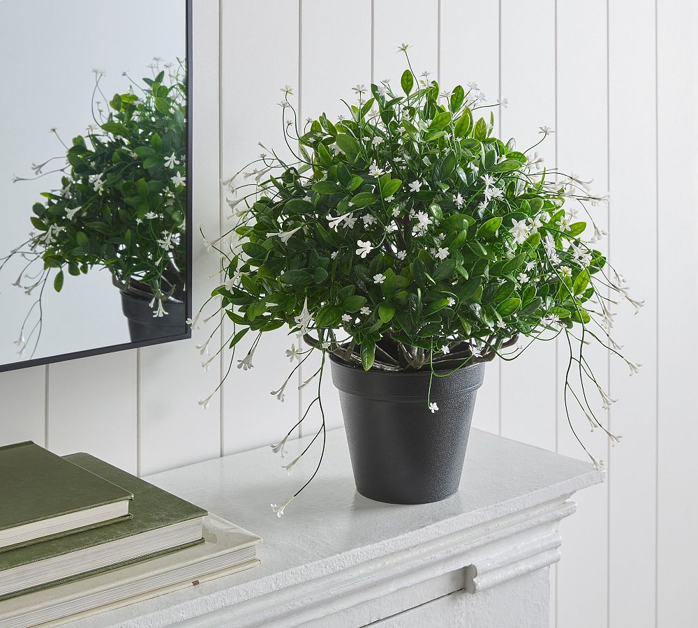 Outdoor Safe Potted Baby's Breath and Trumpet Flower