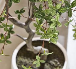 Faux Bonsai Tree in White Pot