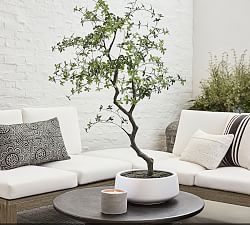 Faux Bonsai Tree in White Pot