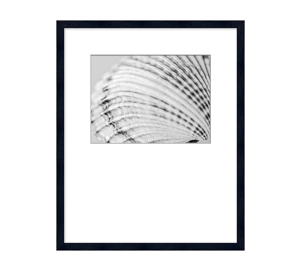 Detail of a Shell Framed Print