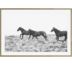 American Wild Horses by Jennifer Meyers