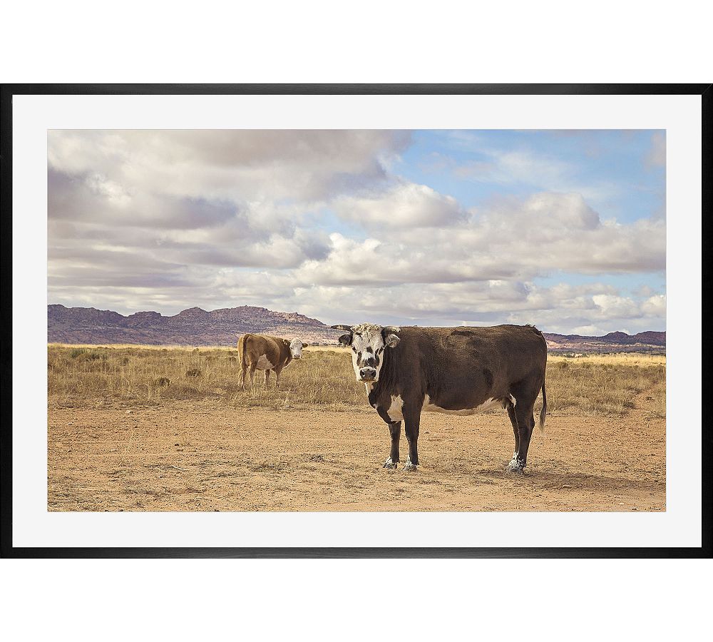 Desert Cattle by Jennifer Meyers