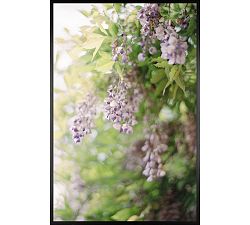 Purple Blossoms by Justine Milton