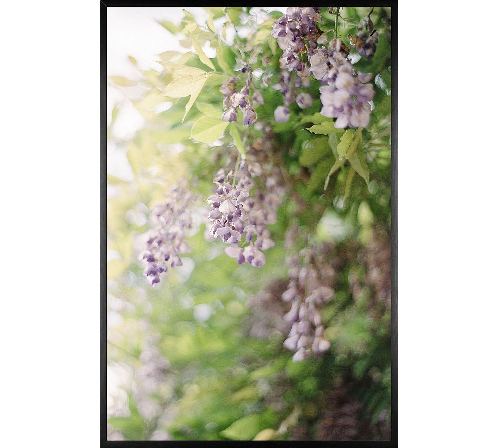 Purple Blossoms by Justine Milton