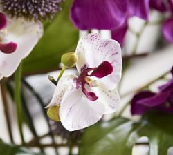Faux Phalaenopsis &amp; Orchid Mixed Arrangement