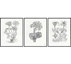 Open Box: Botanical Study Series 1