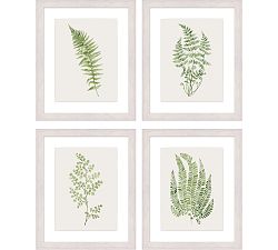 Green Fern Framed Print