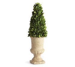 Preserved Boxwood Potted Plants