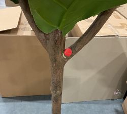Open Box: Faux Fiddle Leaf Fig Trees