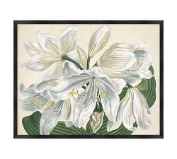 Lily Studies Framed Print