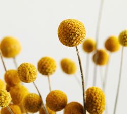 Dried Billy Ball Bundle