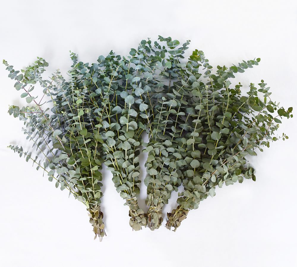 Live Baby Eucalyptus Bunches