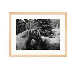 Rocky, Outlaw, Willie Profile by Meg Haywood Sullivan
