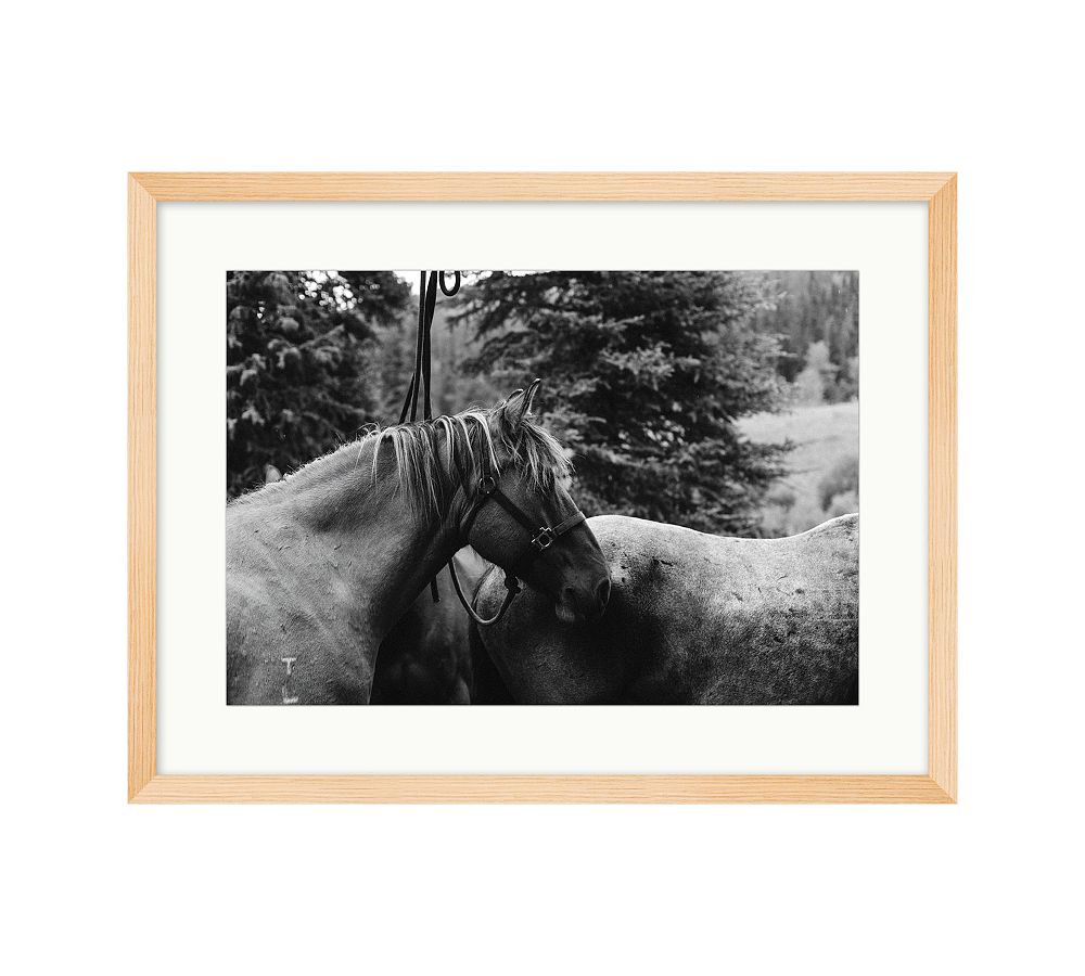 Rocky, Outlaw, Willie Profile by Meg Haywood Sullivan