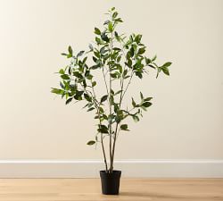 Open Box: Faux Bay Leaf Tree - 5'