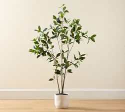 Open Box: Faux Bay Leaf Tree - 5'
