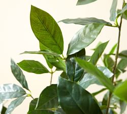 Open Box: Faux Bay Leaf Tree - 5'