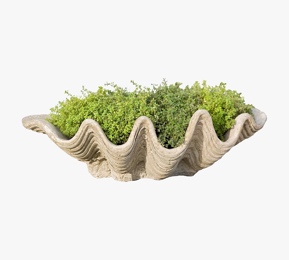 Pismo Seashell Planters