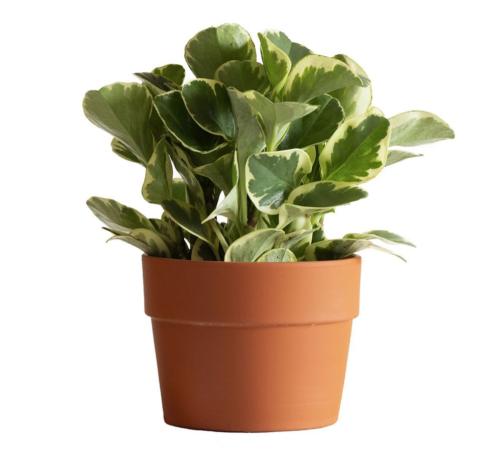 Live Peperomia Variegated Plant in Terracotta Pot