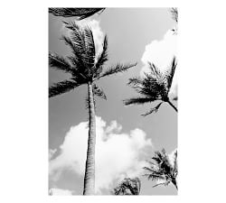 Palm Trees Print By Lannie Hall