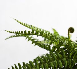 Faux Boston Fern Houseplant