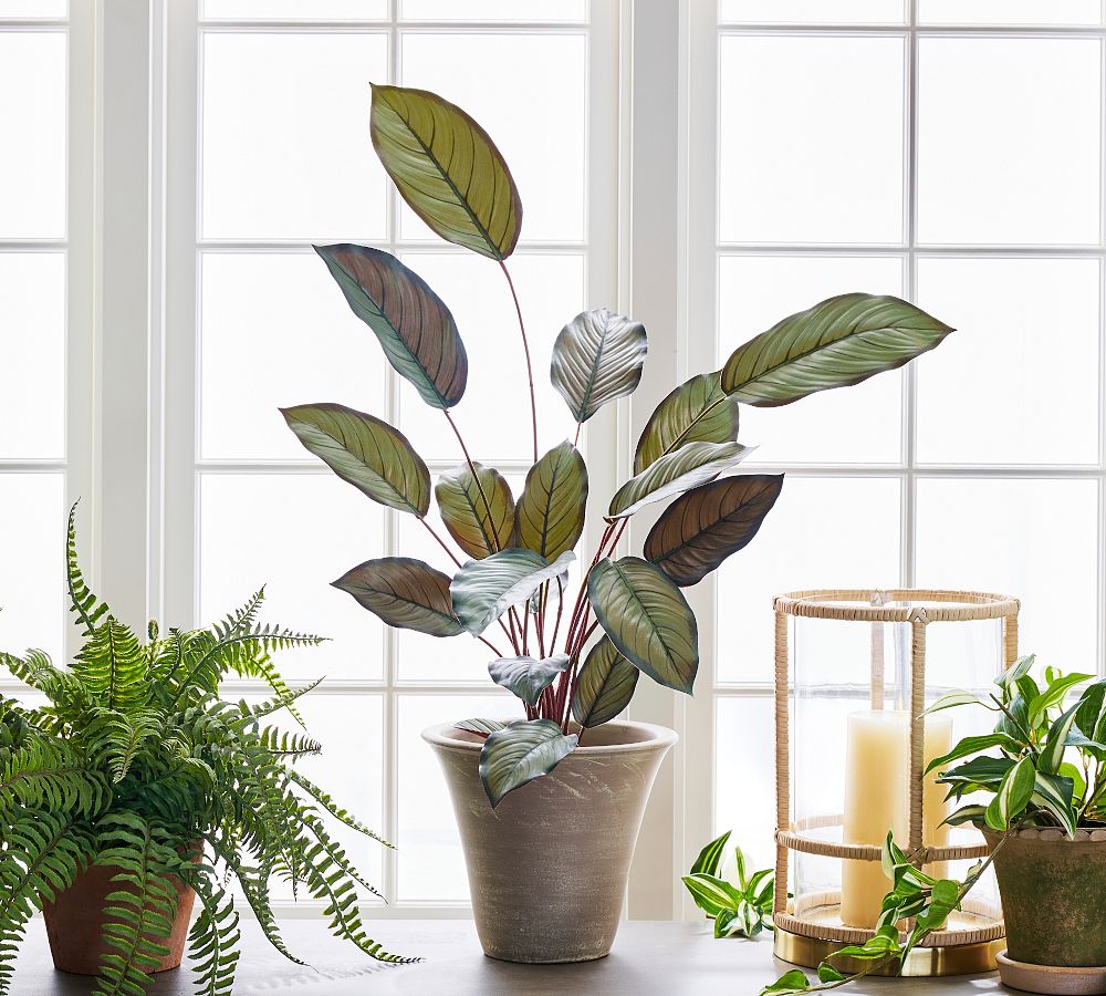 Faux Grey Star Plant
